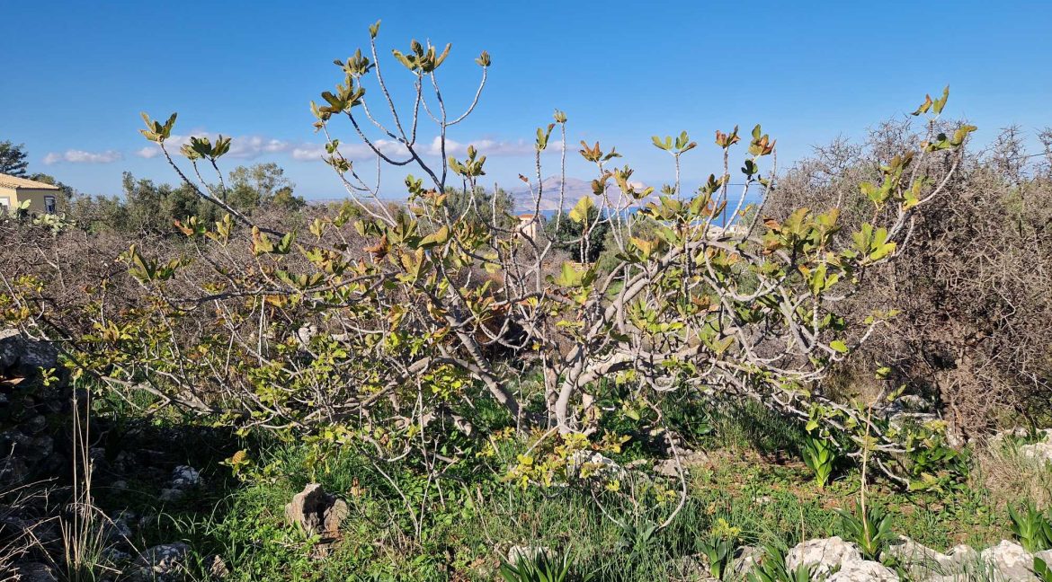 Land-in-Chania-Crete-for-sale (11)